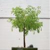 Flowering Brazilian Raintree Bonsai Tree view 3