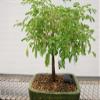 Flowering Brazilian Raintree Bonsai Tree view 4