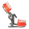 TEPTOARCH Orthodontic Practice Model Teeth Model for Training Studying Teaching Dentist Ortho Bracket Treatment Typodont Jaw Model view 4