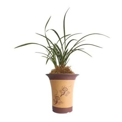 CYMUS Live Cymbidium Sliver Moon  Goeringii Orchids Shipped Without Flowers-