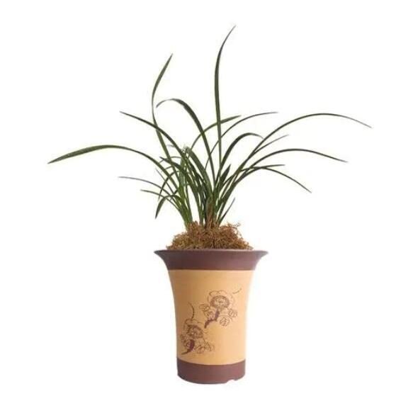 CYMUS Live Cymbidium Sliver Moon Goeringii Orchids Shipped Without Flowers-