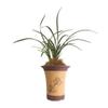CYMUS Live Cymbidium Sliver Moon  Goeringii Orchids Shipped Without Flowers- view 1