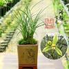 CYMUS Live Cymbidium Sliver Moon  Goeringii Orchids Shipped Without Flowers- view 2