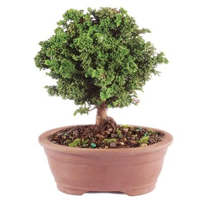 From You Flowers - Dwarf Hinoki Cypress Bonsai Tree for Birthday, Anniversary, Get Well or Celebration