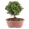 From You Flowers - Dwarf Hinoki Cypress Bonsai Tree for Birthday, Anniversary, Get Well or Celebration view 1