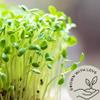 Be Still Farms Organic Green Lentils Dry - Lentils Bulk (4.8lb) Similar to French Lentils le Puy - Ideal for Soup, Pasta, Pilof - USDA Certified | Vegan | Non-GMO | Gluten Free view 4