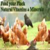 Kelp Meal Feed for Chickens and Ducks (15 oz) Vitamin Supplement view 3
