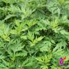 Alebrixes | Mugwort Herbal Tea (4oz)| Premium Quality Whole Mugwort Herbal Tea | Te Estafiate - Artemisia Ludoviciana | Wildcrafted. view 4
