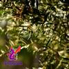 Alebrixes | Olive Leaf Herbal Tea (4oz)| Premium Quality Whole Olive Leaf Tea | Te Hojas De Olivo - Olea Europaea | Wildcrafted. view 2
