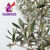 Alebrixes | Olive Leaf Herbal Tea (4oz)| Premium Quality Whole Olive Leaf Tea | Te Hojas De Olivo - Olea Europaea | Wildcrafted. view 3