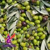 Alebrixes | Olive Leaf Herbal Tea (4oz)| Premium Quality Whole Olive Leaf Tea | Te Hojas De Olivo - Olea Europaea | Wildcrafted. view 4