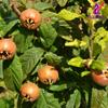 Alebrixes | Loquat Leaves Herbal Tea (4oz)| Premium Quality Whole Loquat Leaves Tea | Te Nispero - Eriobotrya Japonica | Wildcrafted. view 3