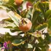 Alebrixes | Loquat Leaves Herbal Tea (4oz)| Premium Quality Whole Loquat Leaves Tea | Te Nispero - Eriobotrya Japonica | Wildcrafted. view 4
