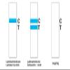 2Pcs Lactose Intolerance Test Strips at Home Lactase Activity Test Food Sensitivity Test view 4