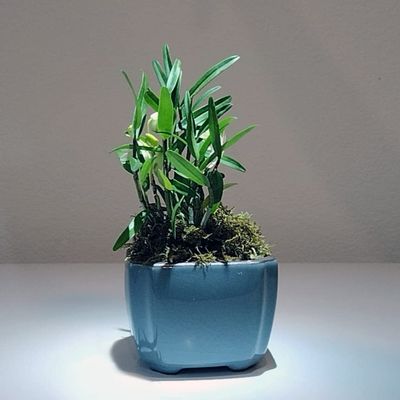 CYMUS Den. Huoshan Mizhu   Dendrobium Huoshan Mizhu Mini Bonsai with Purple Sand Pot