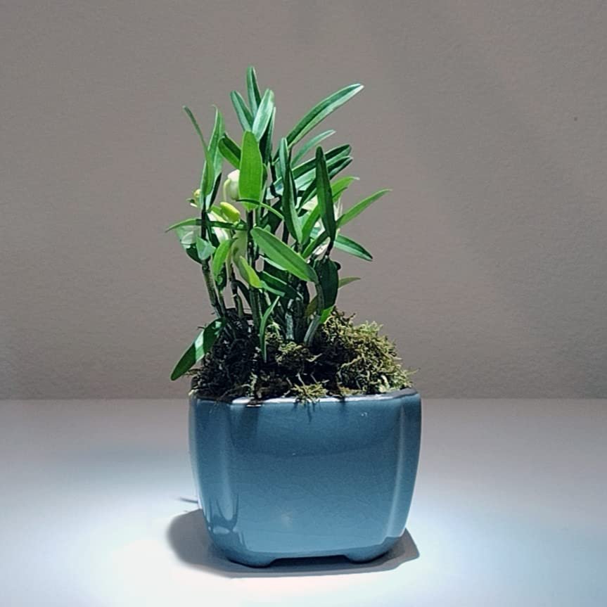 CYMUS Den. Huoshan Mizhu Dendrobium Huoshan Mizhu Mini Bonsai with Purple Sand Pot
