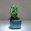 CYMUS Den. Huoshan Mizhu   Dendrobium Huoshan Mizhu Mini Bonsai with Purple Sand Pot view 1