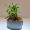 CYMUS Den. Huoshan Mizhu   Dendrobium Huoshan Mizhu Mini Bonsai with Purple Sand Pot view 3
