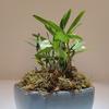 CYMUS Den. Huoshan Mizhu   Dendrobium Huoshan Mizhu Mini Bonsai with Purple Sand Pot view 4