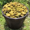 1/2 lb Bulk Wholesale Lot Natural Rough Green Opal (Raw Crystal Gem Stones 8 oz) view 1