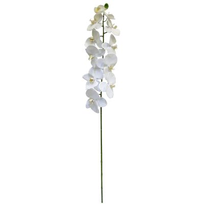 Ashland White Orchid Stem