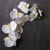Ashland White Orchid Stem view 2