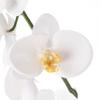 Ashland White Orchid Stem view 3
