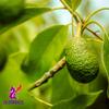 Alebrixes | Avocado Leaves Herbal Tea (50G)| Premium Quality Whole Avocado Leaves Tea | Te Hoja de Aguacate | Wildcrafted. view 2