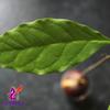 Alebrixes | Avocado Leaves Herbal Tea (50G)| Premium Quality Whole Avocado Leaves Tea | Te Hoja de Aguacate | Wildcrafted. view 3