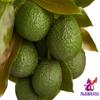 Alebrixes | Avocado Leaves Herbal Tea (50G)| Premium Quality Whole Avocado Leaves Tea | Te Hoja de Aguacate | Wildcrafted. view 4