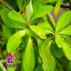 Alebrixes | Moronel Herbal Tea (6oz)| Premium Quality Moronel Herbal Tea | Te Planta de la Vida - Loose Herbal Tea | Wildcrafted. view 3