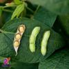 Alebrixes | Soybeans 9 oz (250g) | Premium Quality Gourmet Soybeans | Frijol de Soja Premium | Soya- Glycine Max | Non-GMO | Vegetarian | view 2