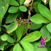 Alebrixes | Moronel Herbal Tea (4oz)| Premium Quality Moronel Herbal Tea | Te Planta de la Vida - Synadenium Grantii | Wildcrafted. view 4