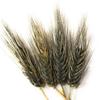 Organic Black Nile Barley - 24lbs view 4