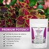 Pure Forskolin Extract Supplement with Potent Coleus Forskohlii 20% Standardized 1,000 mg for Enhanced Energy - Plant-Based Energy Supplements for Women and Men - 100 Veggie Capsules view 2