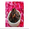 GHOTARAM Bees Suncooked Rose Gulkand with Honey and Elaichi Pure Natural, Rich Damask Rose Petals, Mishri, Honey & Khand, No Refined Sugar,No Adulteration-300g(150g*2Pac) view 1