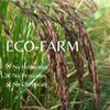 Organic Riceberry Rice - Purple Thai Black Jasmine Rice - USDA Certified - Premium Freshness - Small Lot Harvest Direct from our Farm to your Table - 4 LB view 3