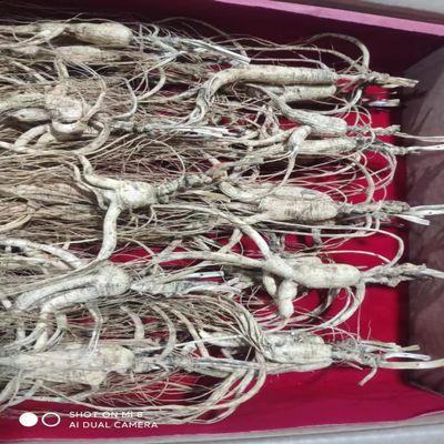 Wild Dried Ginseng Root Herbs from Changbai Mountain, 15+ Years, 3.53 Oz. Relative Integrity