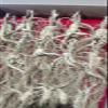 Wild Dried Ginseng Root Herbs from Changbai Mountain, 15+ Years, 3.53 Oz. Relative Integrity view 2