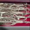 Wild Dried Ginseng Root Herbs from Changbai Mountain, 15+ Years, 3.53 Oz. Relative Integrity view 4