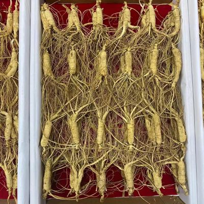 Wild Dried Ginseng Root Herbs from Changbai Mountain, 10+ Years, 200 Grams. Relative Integrity