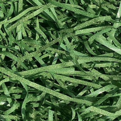 UUYYEO 100g Glitter Shredded Paper Filler Paper Gift Wrap Shreds Gift Box Filler Paper Gift Basket Filling Paper Gift Bag Paper Stuffers Green