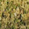 Dried Cabbage 2 Pounds Bulk-Heat Sealed in a Poly Bag-Dehydrated Dried Vegetables view 2