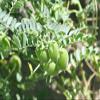 Green Velly 100% Natural Roasted Standard Chick Pea, Bhuna Chana Pack of 200 g view 2