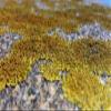 WonderLand Herbs Pure Xanthoparmelia Scabrosa Extract Powder 3.53 Oz. view 3