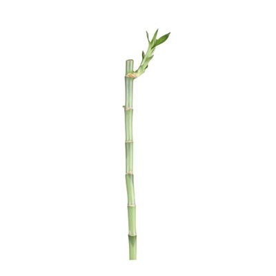 CANTON AQUATICS Lucky Bamboo Plant Dracaena Sanderiana - Popular Indoor House Plants - Background Positioning - All Natural & Organic Aquatic Plant - Easy to Care (Straight, Pack of 1)