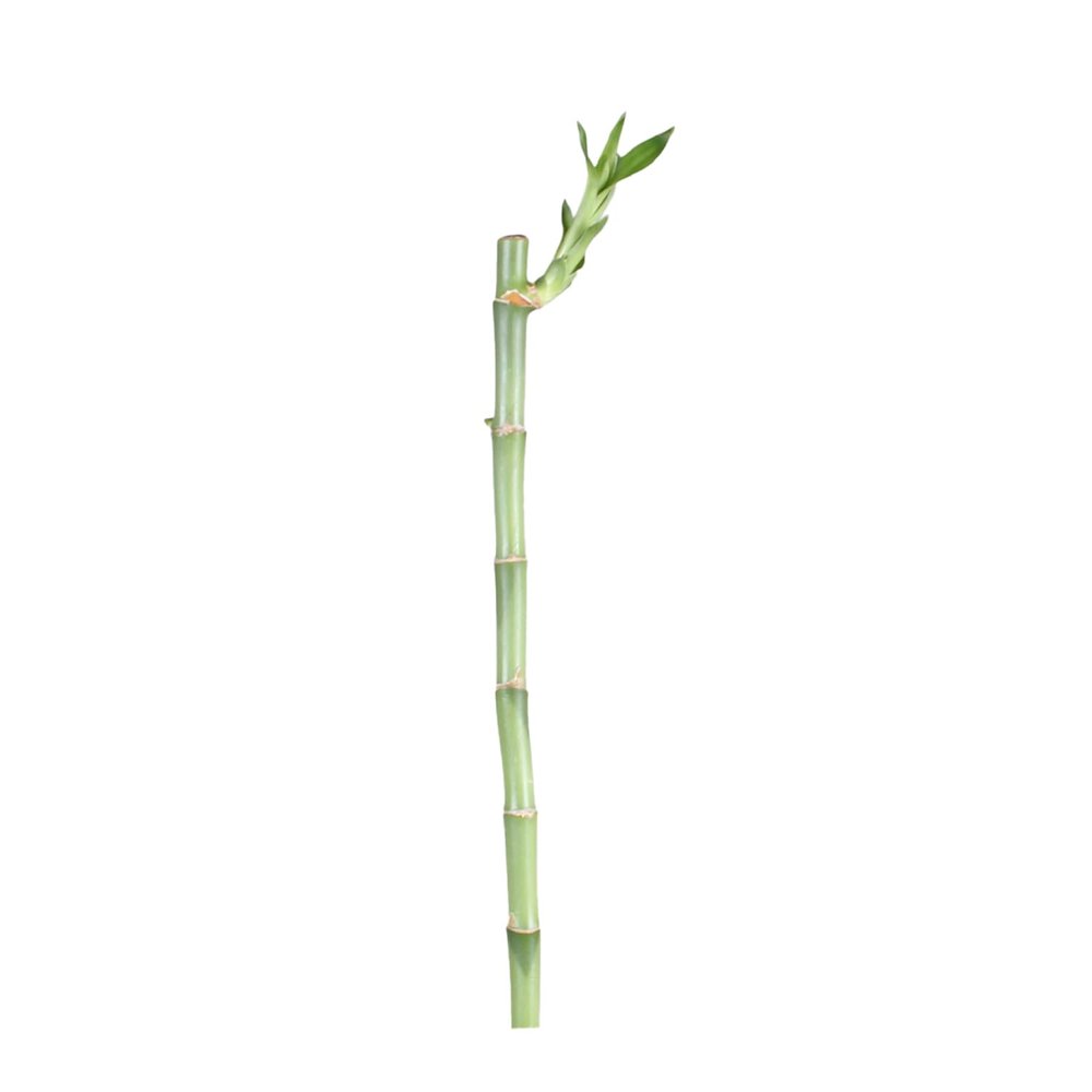 CANTON AQUATICS Lucky Bamboo Plant Dracaena Sanderiana - Popular Indoor House Plants - Background Positioning - All Natural & Organic Aquatic Plant - Easy to Care (Straight, Pack of 1)
