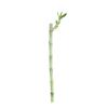 CANTON AQUATICS Lucky Bamboo Plant Dracaena Sanderiana - Popular Indoor House Plants - Background Positioning - All Natural & Organic Aquatic Plant - Easy to Care (Straight, Pack of 1) view 1