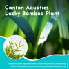 CANTON AQUATICS Lucky Bamboo Plant Dracaena Sanderiana - Popular Indoor House Plants - Background Positioning - All Natural & Organic Aquatic Plant - Easy to Care (Straight, Pack of 1) view 2