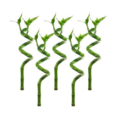 Canton Aquatics Lucky Bamboo 5 Pack - 8 Inches Tall Bamboo Plant, Real Plants Indoor Decor, Perfect Small Plant for Home and Office, Live Bambu, Easy to Grow Dracaena Sanderiana